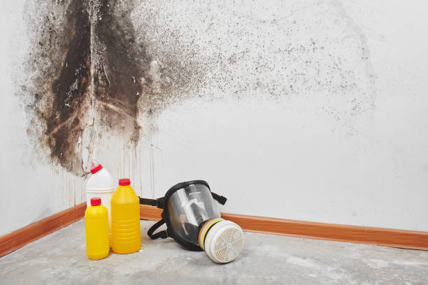 Best Preventive Mold Services in De Queen, AR