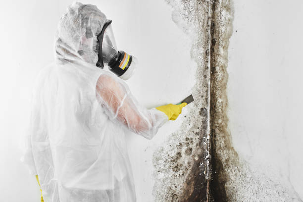 Best Commercial Mold Remediation in De Queen, AR