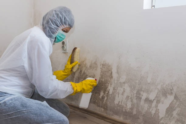 Reliable De Queen, AR Mold Remediation Solutions