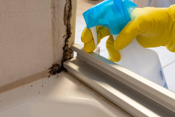 Best Post-Flood Mold Remediation in De Queen, AR