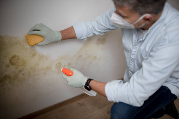 Localized Mold Remediation (e.g., coastal areas, humid climates)