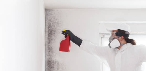 Best White Mold Remediation in De Queen, AR