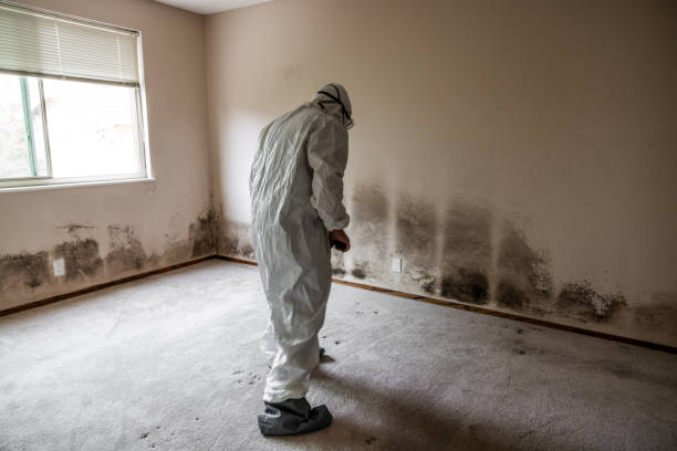 Best Attic Mold Remediation in De Queen, AR