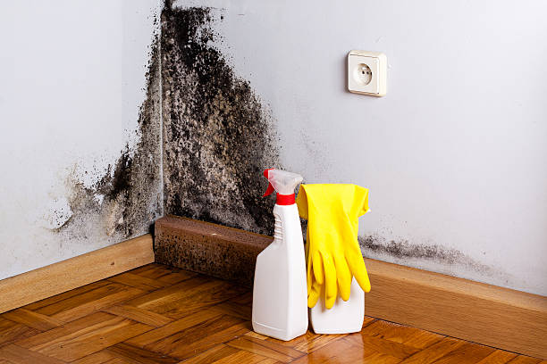 Best Residential Mold Remediation in De Queen, AR