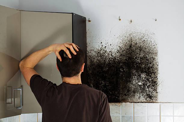 Best Preventive Mold Services in De Queen, AR