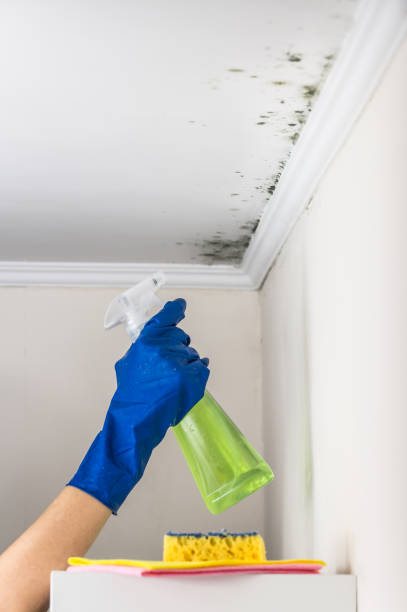 Best Basement Mold Remediation in De Queen, AR